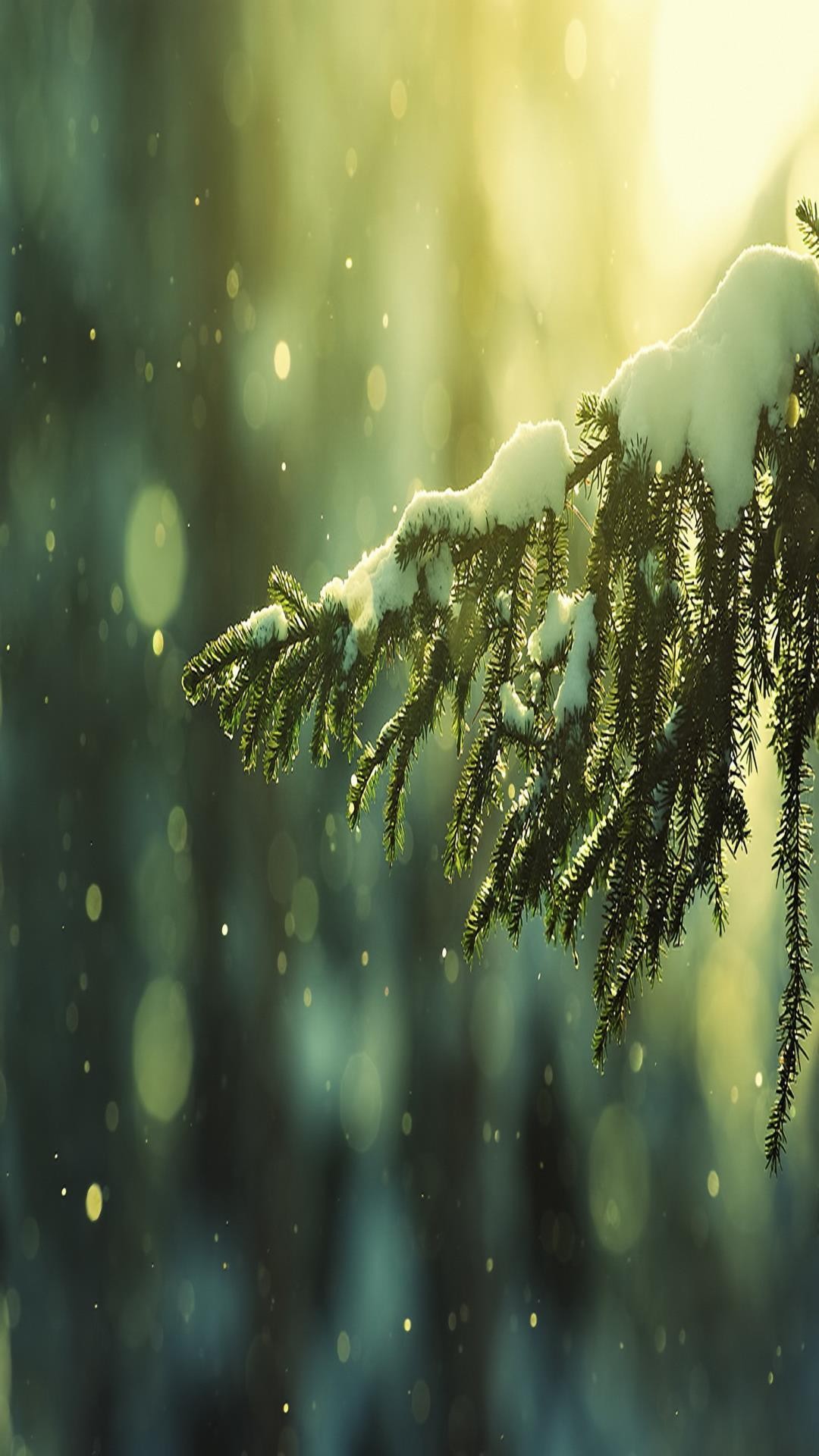 christmas wallpaper tumblr,nature,green,water,tree,branch