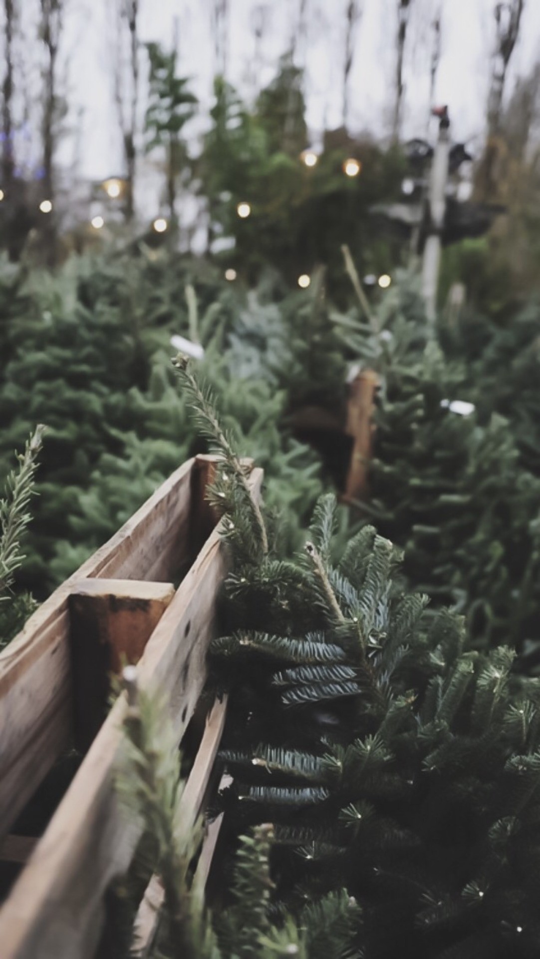 christmas wallpaper tumblr,nature,tree,plant,adaptation,branch