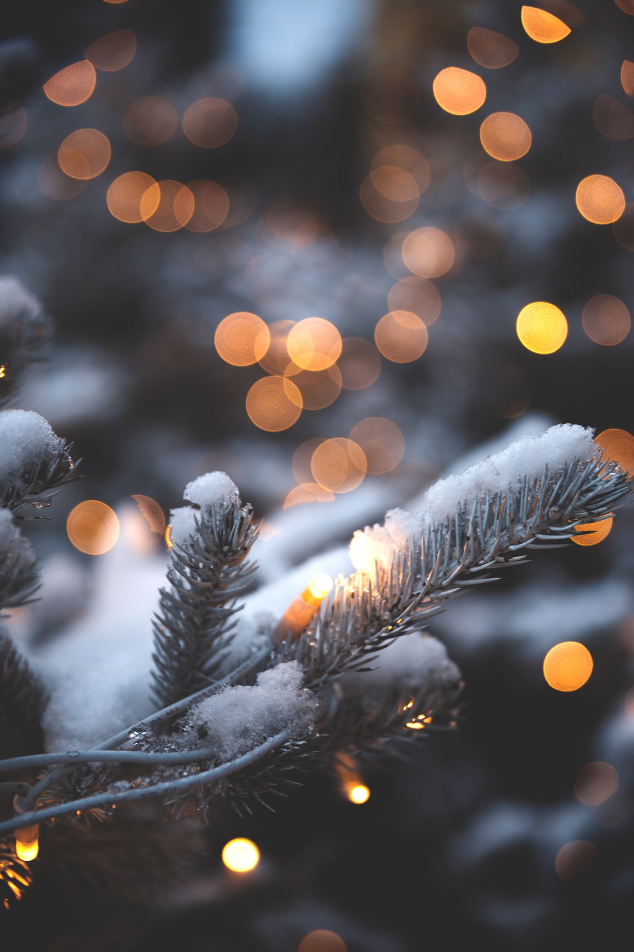 wallpaper weihnachten,nature,branch,tree,sky,leaf