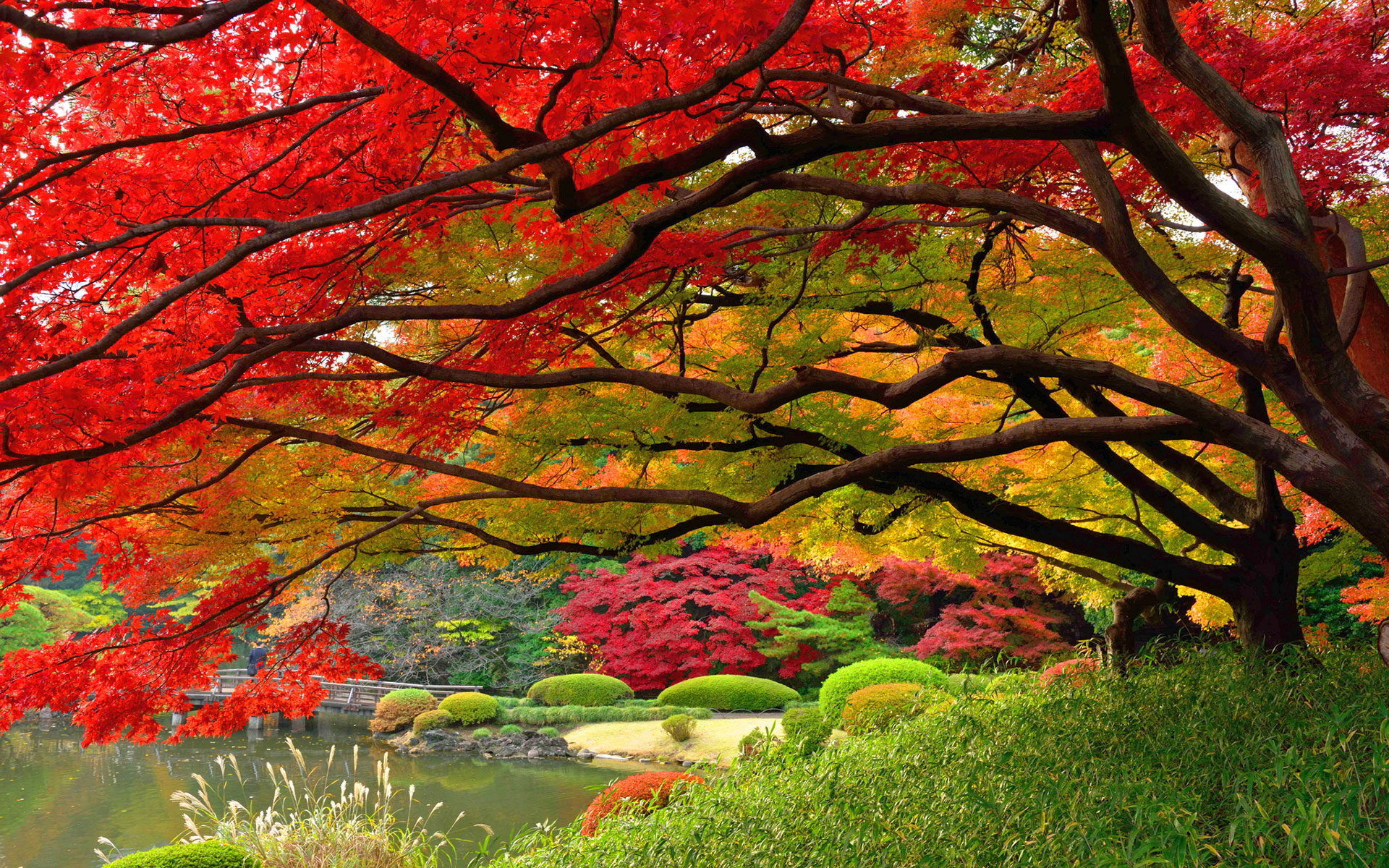 壁紙の例,木,自然の風景,自然,葉,赤