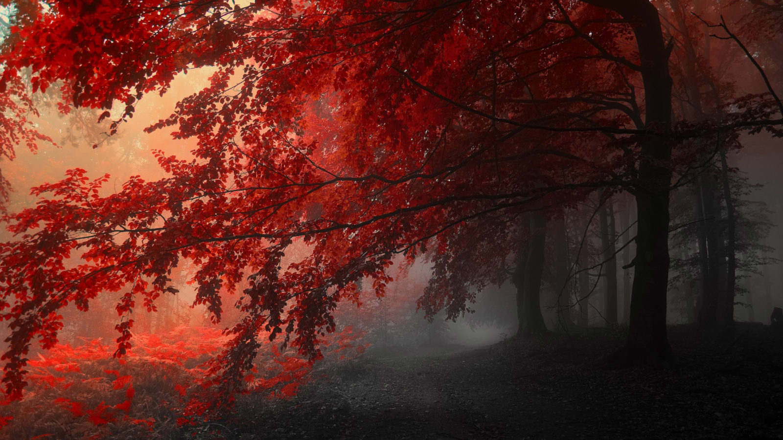 wallpaper examples,nature,natural landscape,red,tree,atmospheric phenomenon