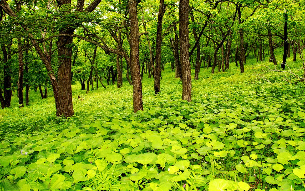 壁紙の例,自然の風景,緑,自然,葉,木