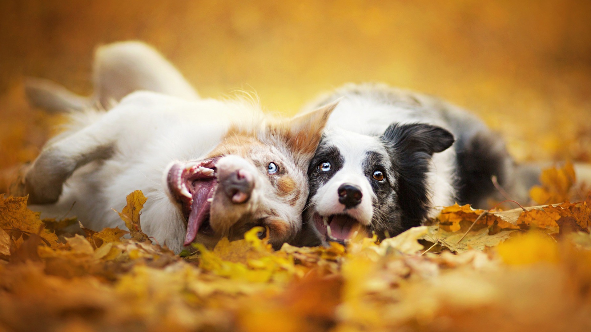 esempi di sfondi,cane,cucciolo,grugno,cane da compagnia,gruppo sportivo