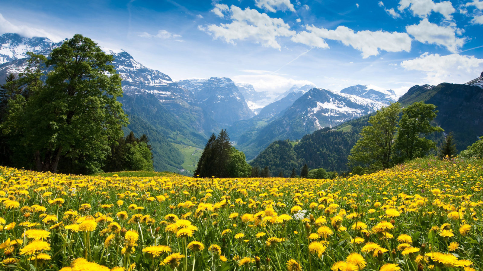 壁紙の例,自然の風景,牧草地,自然,花,山