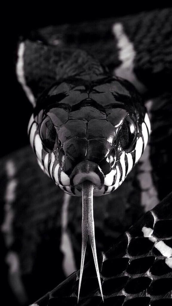 striking wallpaper,black,king cobra,snake,elapidae,monochrome