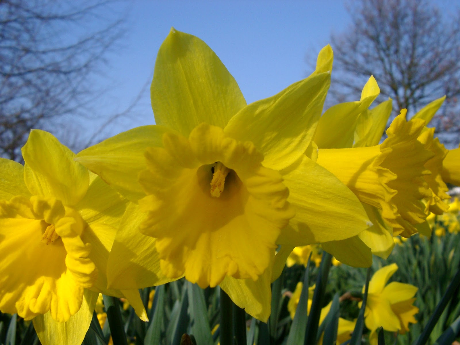 narzissentapete,blume,blühende pflanze,gelb,pflanze,narzisse