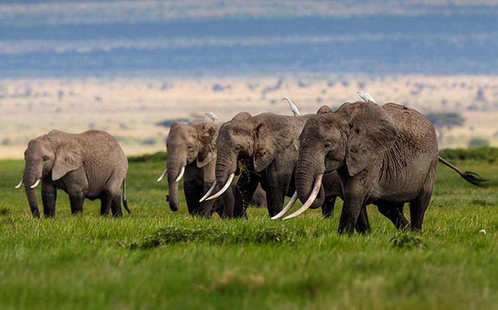 carta da parati a tema animale,elefante,animale terrestre,elefanti e mammut,natura,mandria