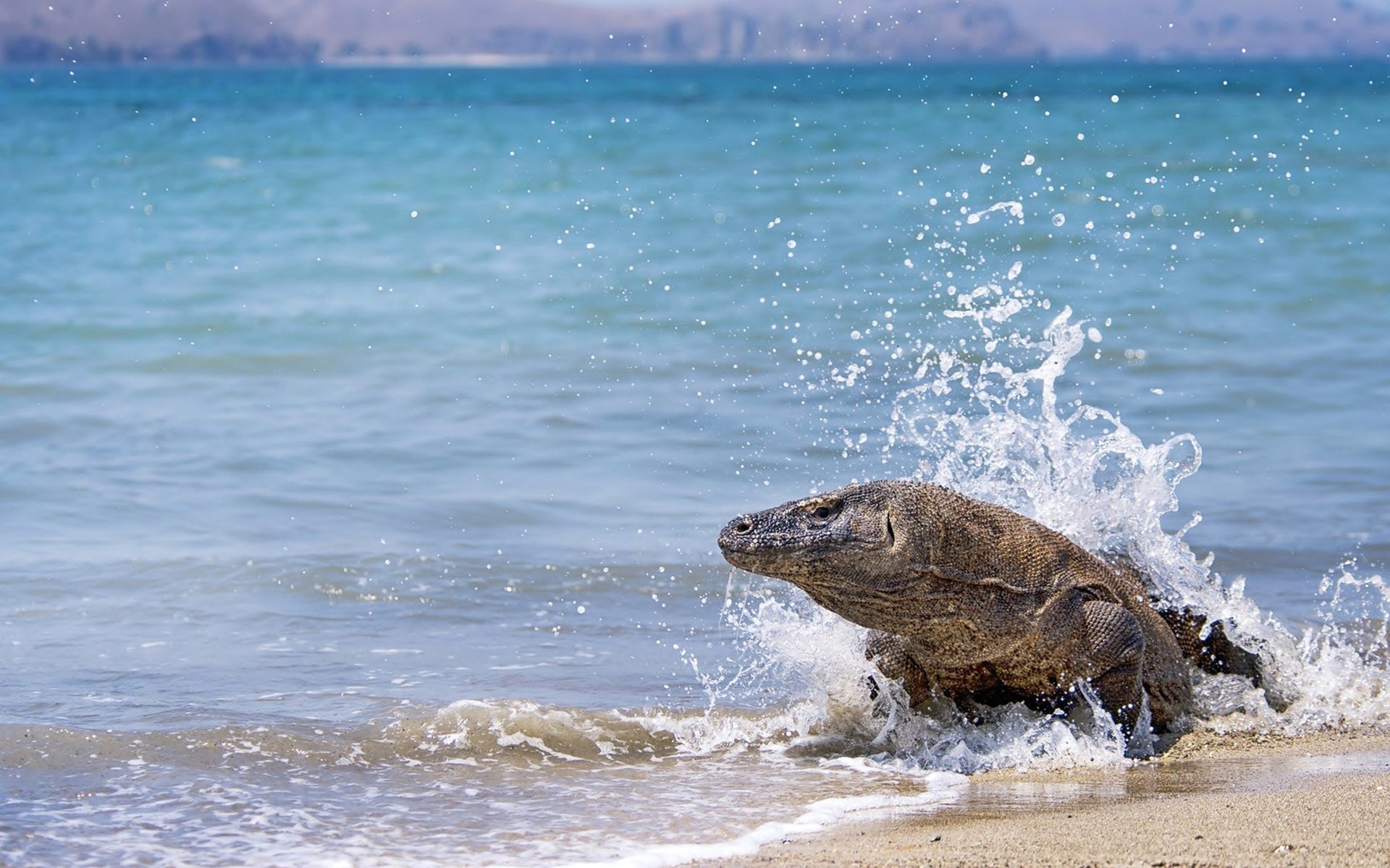 fond d'écran komodo,reptile,lézard,mer,iguane marin,faune