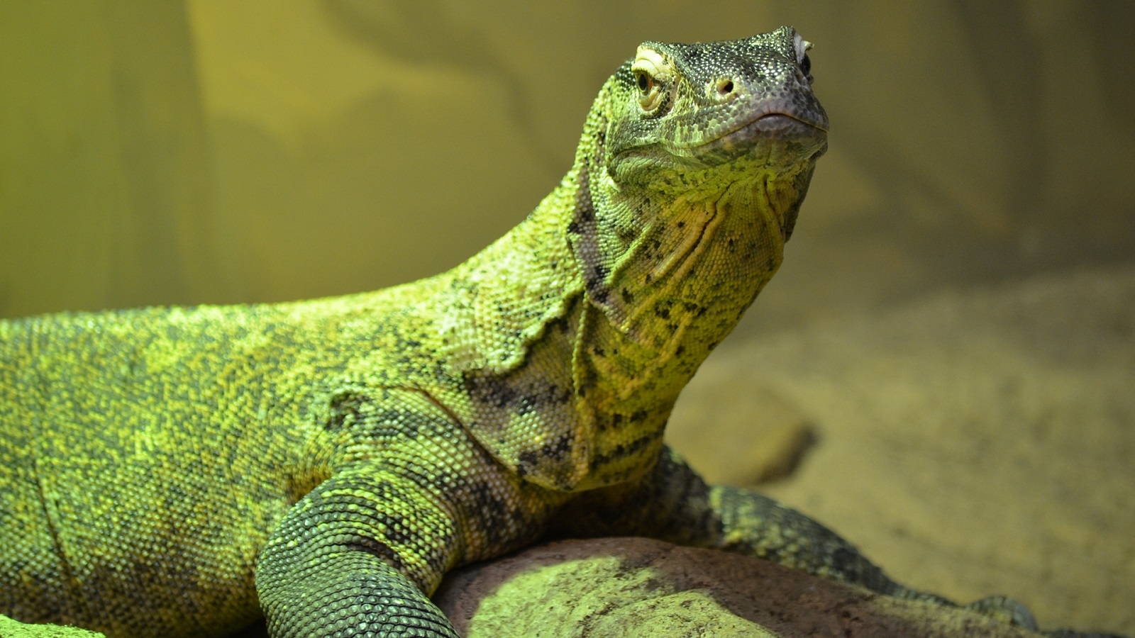 fondo de pantalla de komodo,reptil,lagartija,iguana,animal terrestre,dragon de komodo