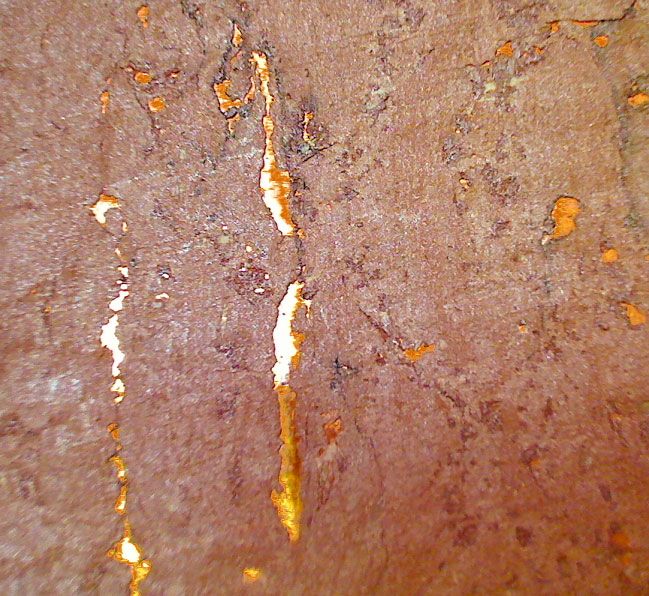 copper coloured wallpaper,amber,termite,insect,pest,springtail