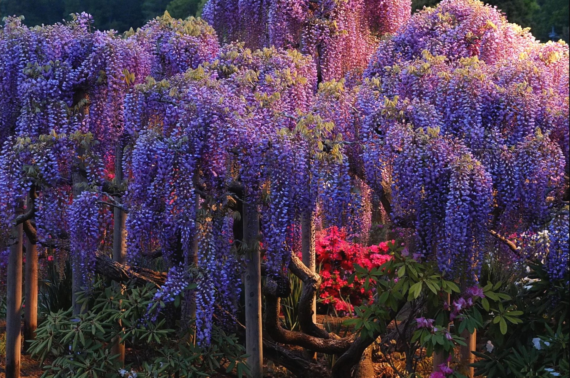 wisteria wallpaper,flower,plant,lavender,wisteria,flowering plant