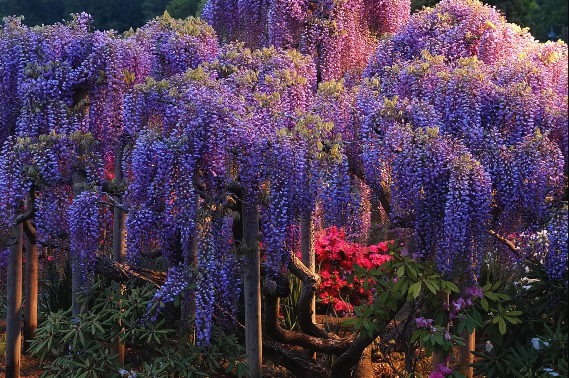 433496 Title Purple And Pink Wisteria Trees Overlapping Most