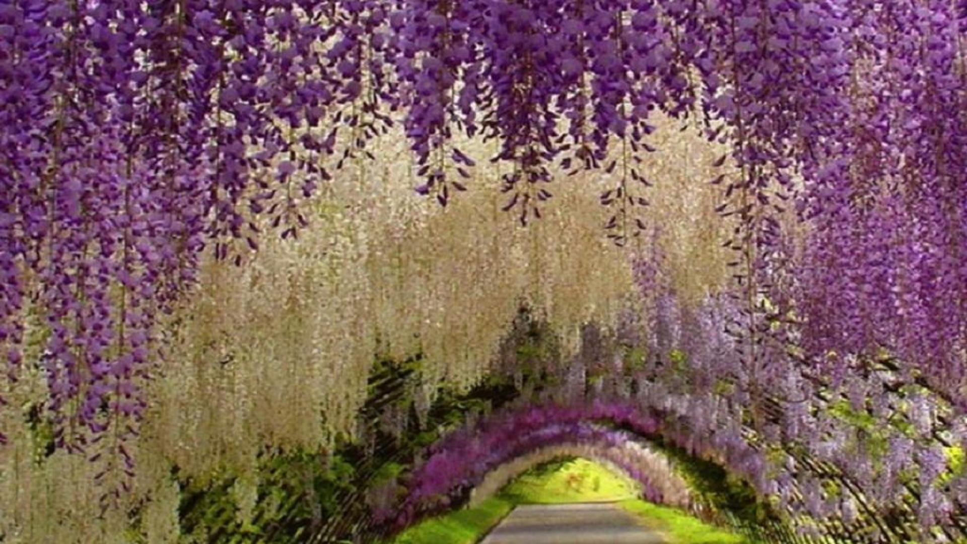 wisteria wallpaper,lavender,flower,wisteria,lavender,plant