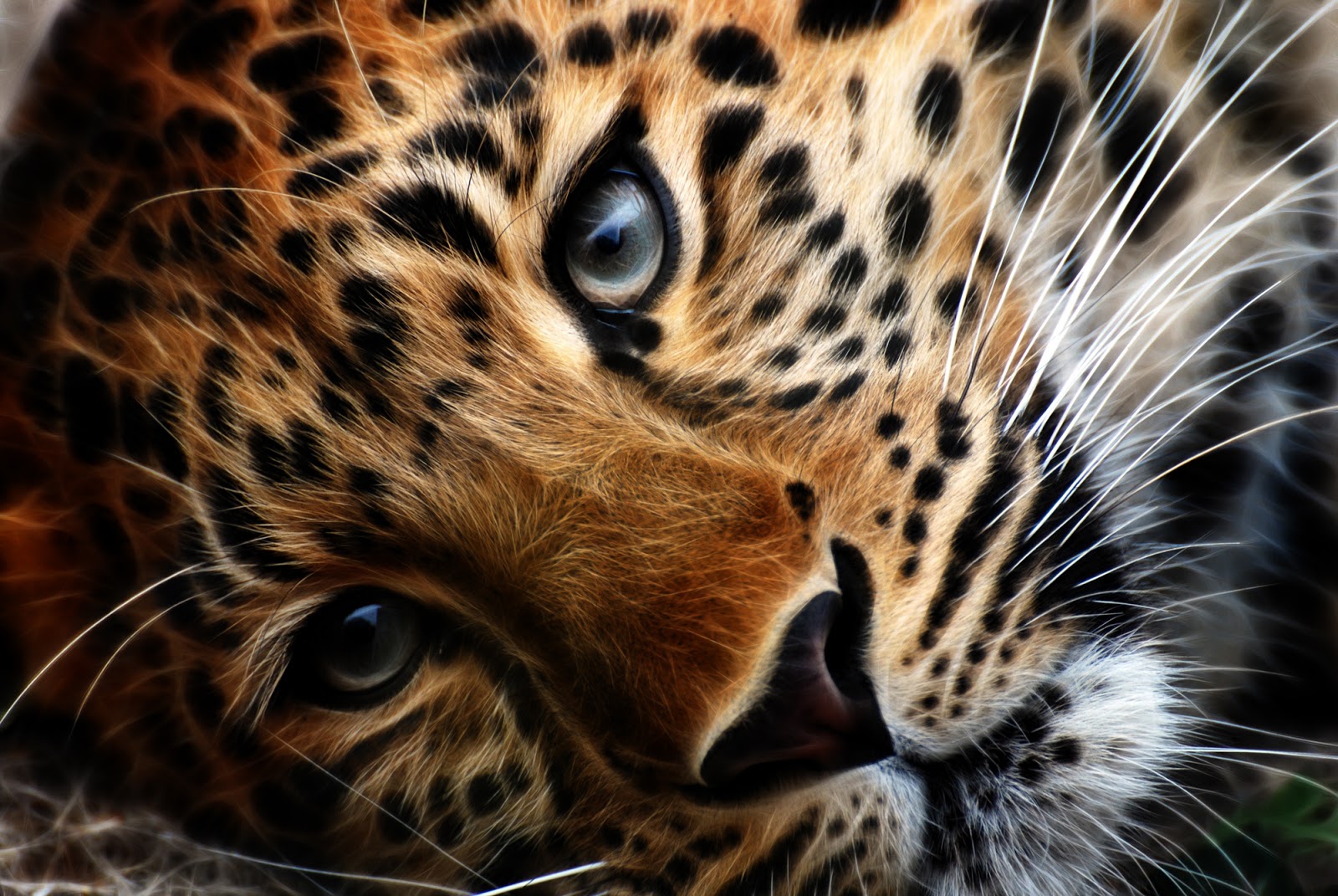 خلفيات wallpaper,terrestrial animal,jaguar,wildlife,whiskers,leopard