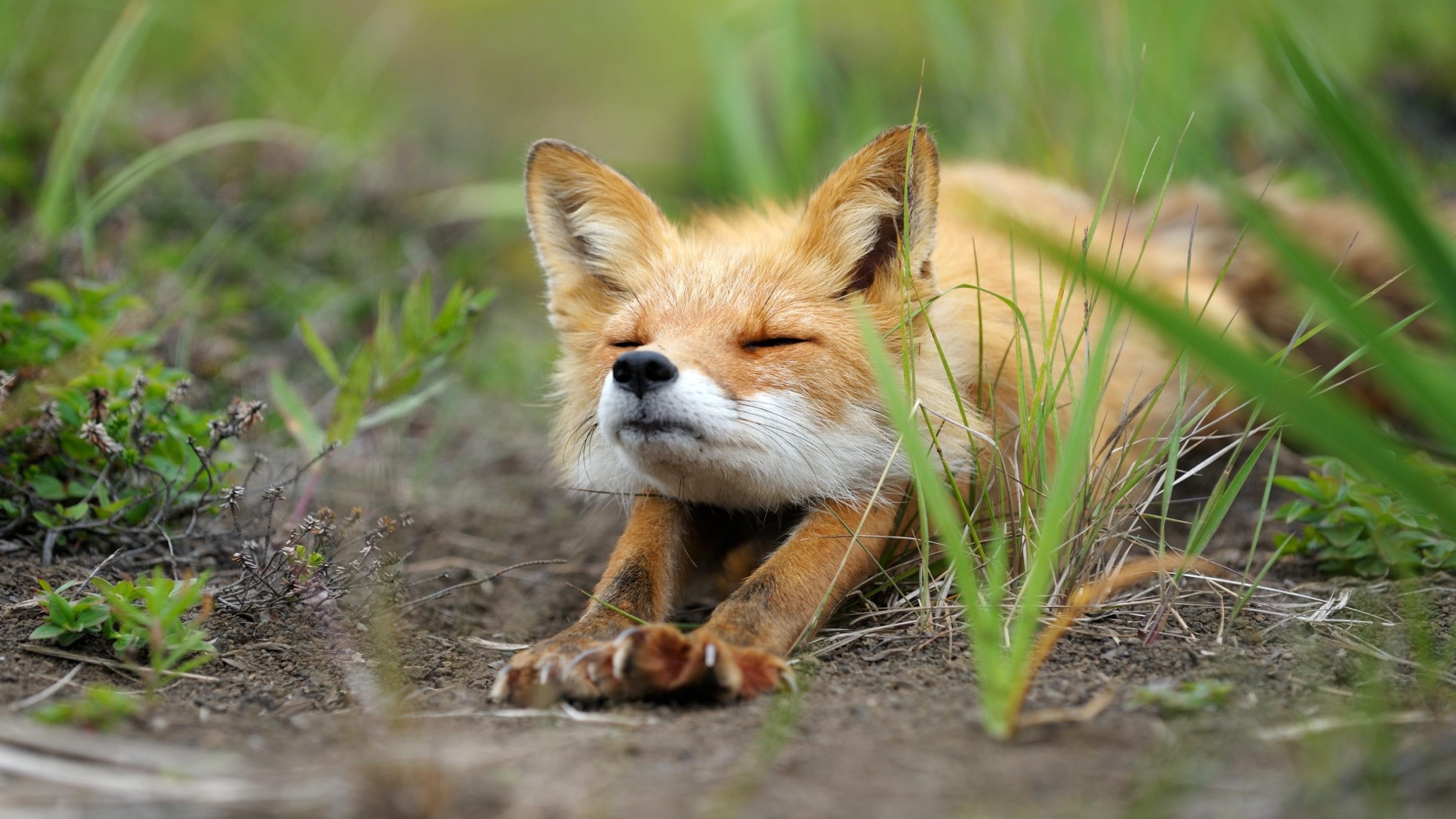 fox art wallpaper,mammal,fox,vertebrate,red fox,wildlife