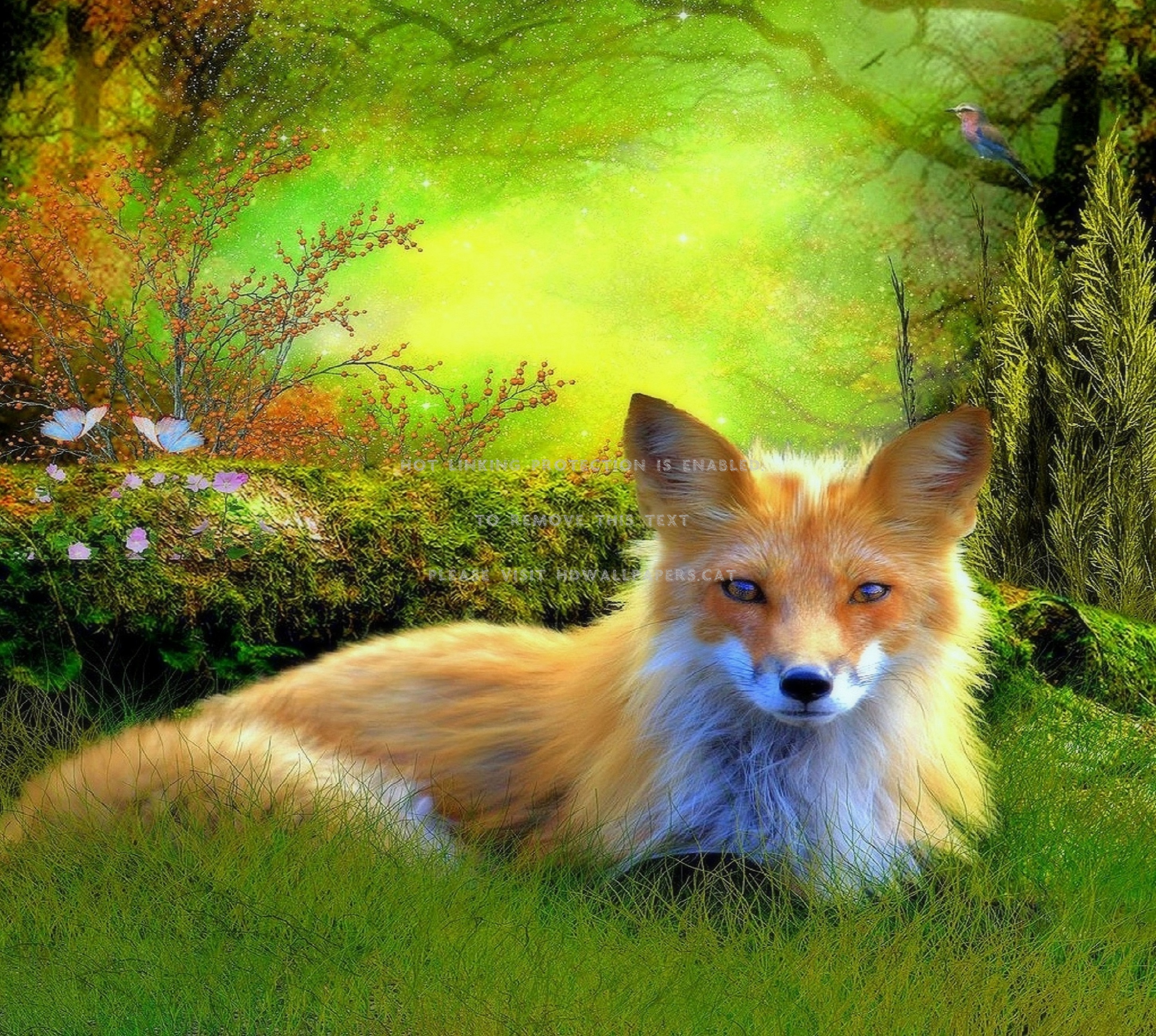 キツネのアートの壁紙 自然 犬 レッドフォックス 野生動物 狐 Wallpaperuse