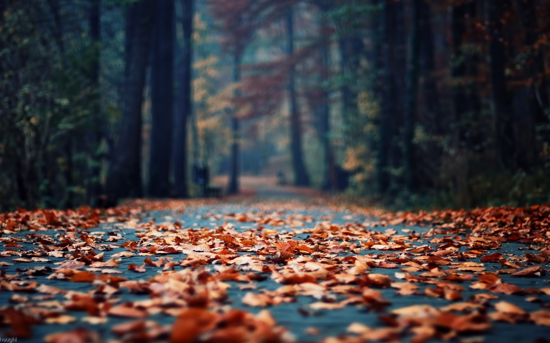 tumblr写真壁紙,自然の風景,自然,葉,木,秋