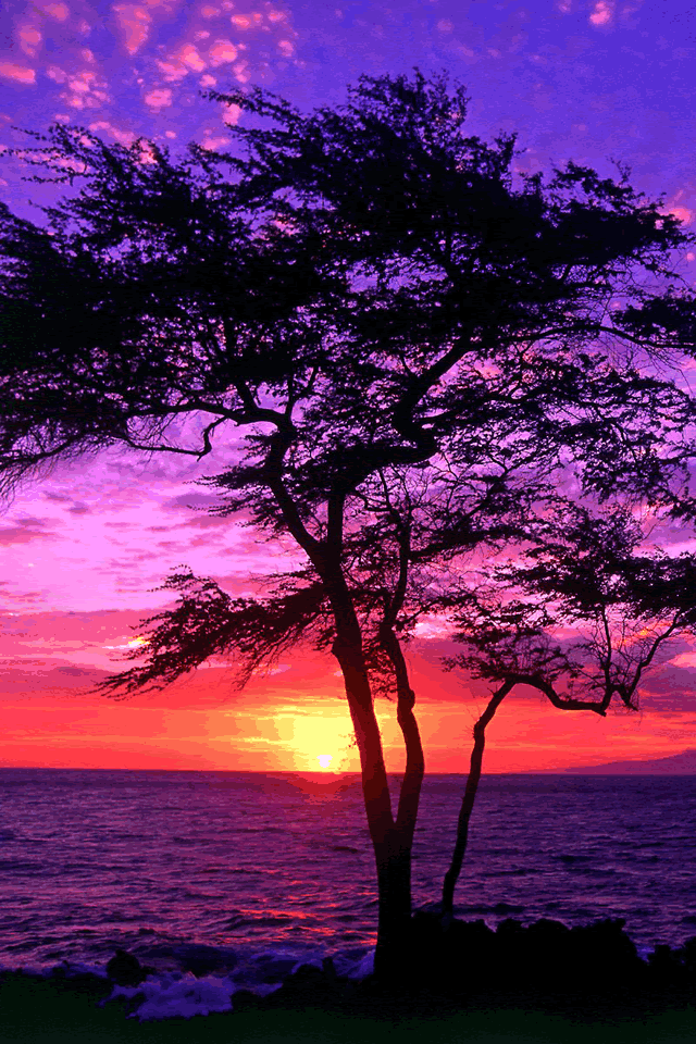 pretty phone wallpapers,sky,natural landscape,nature,tree,purple
