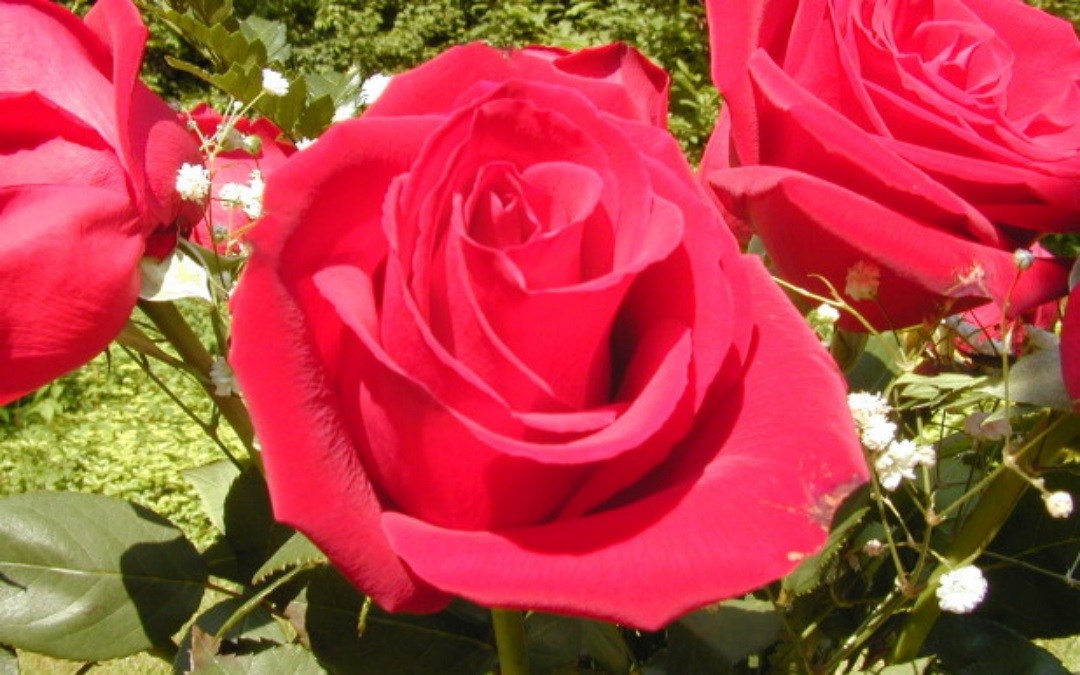 new rose wallpaper,flower,rose,garden roses,flowering plant,petal