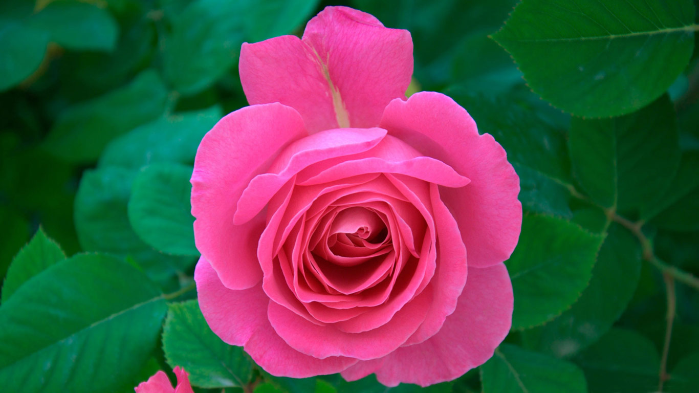 new rose wallpaper,flower,flowering plant,petal,pink,garden roses