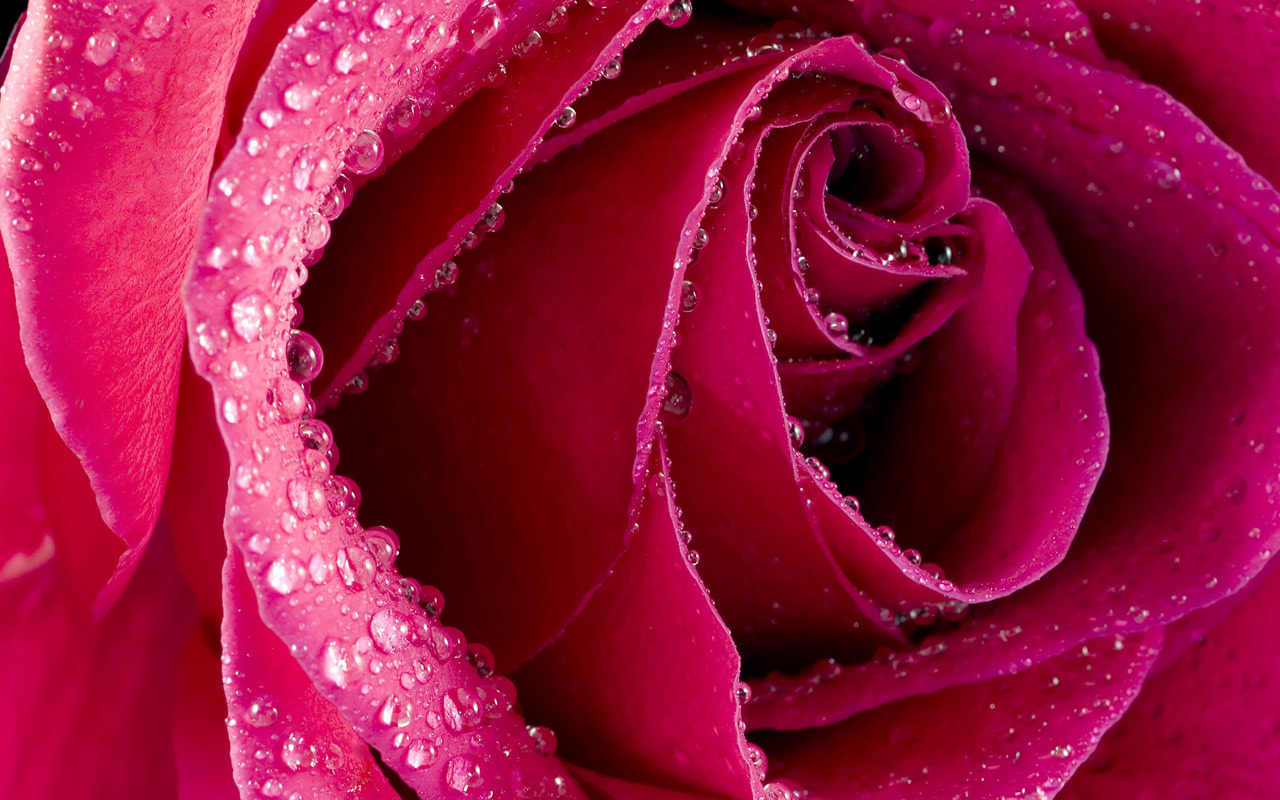 nuevo fondo de pantalla rosa,rosas de jardín,pétalo,rosa,agua,rosado