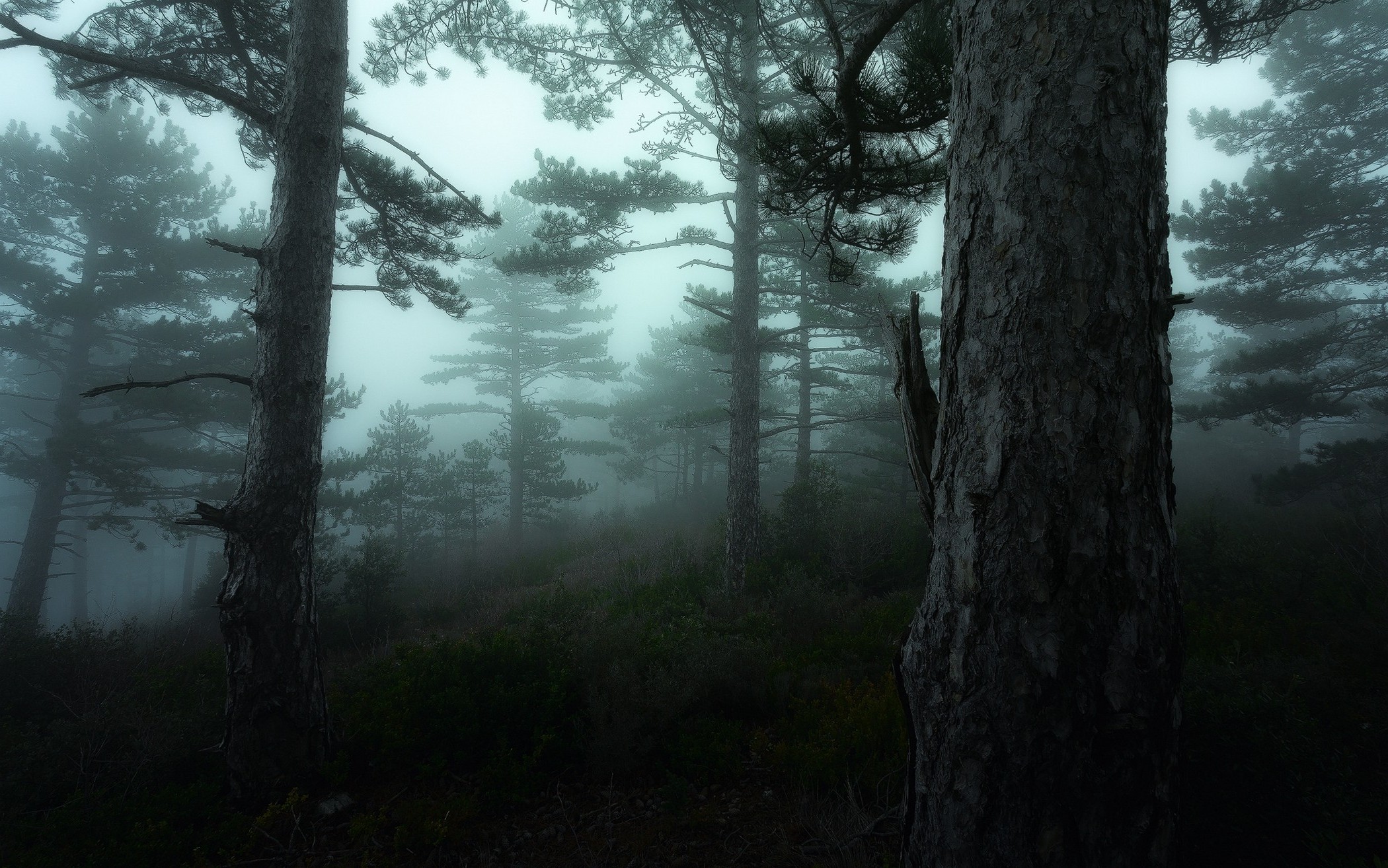 papier peint arbre sombre,arbre,la nature,forêt,brouillard,des bois