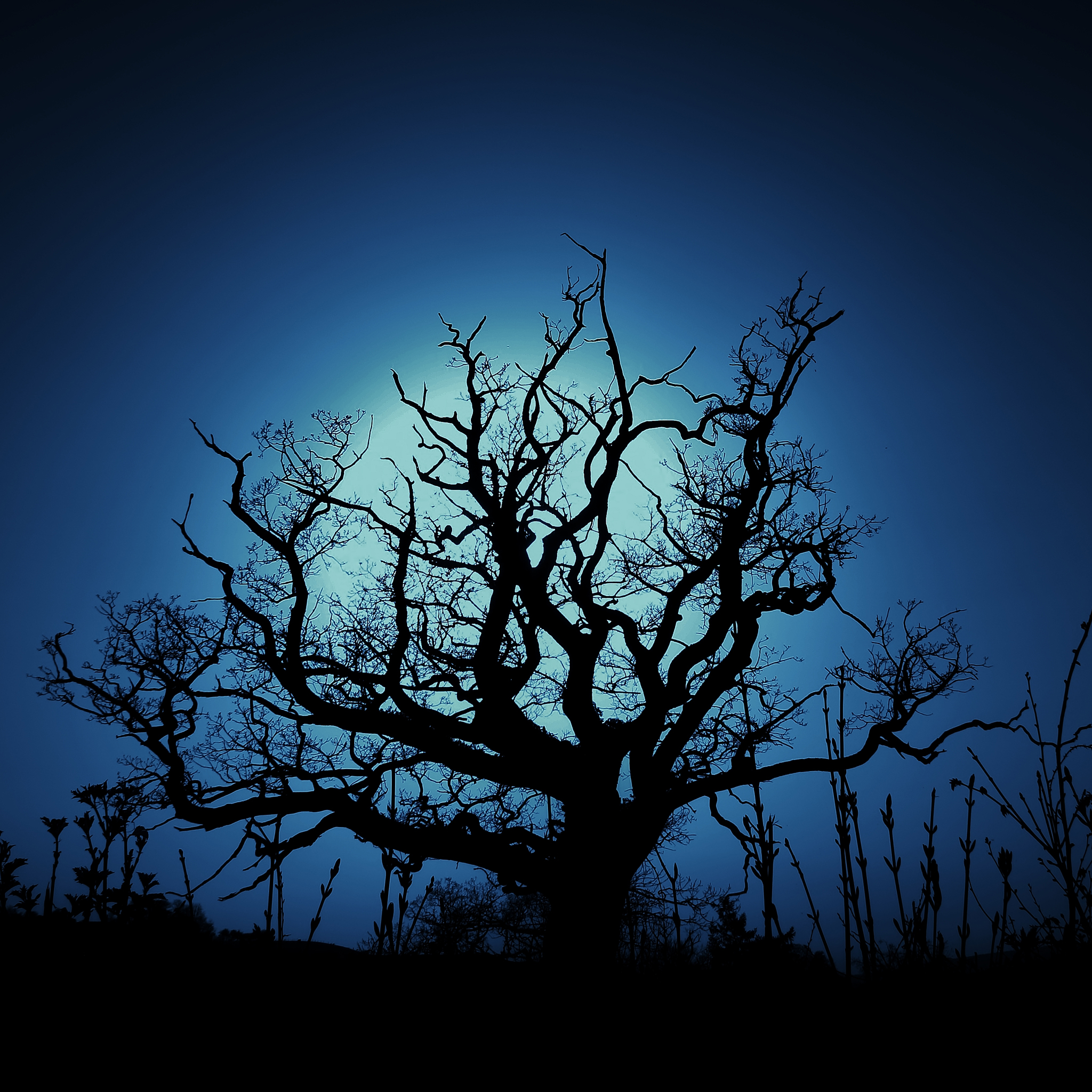 dark tree wallpaper,sky,tree,branch,nature,natural landscape