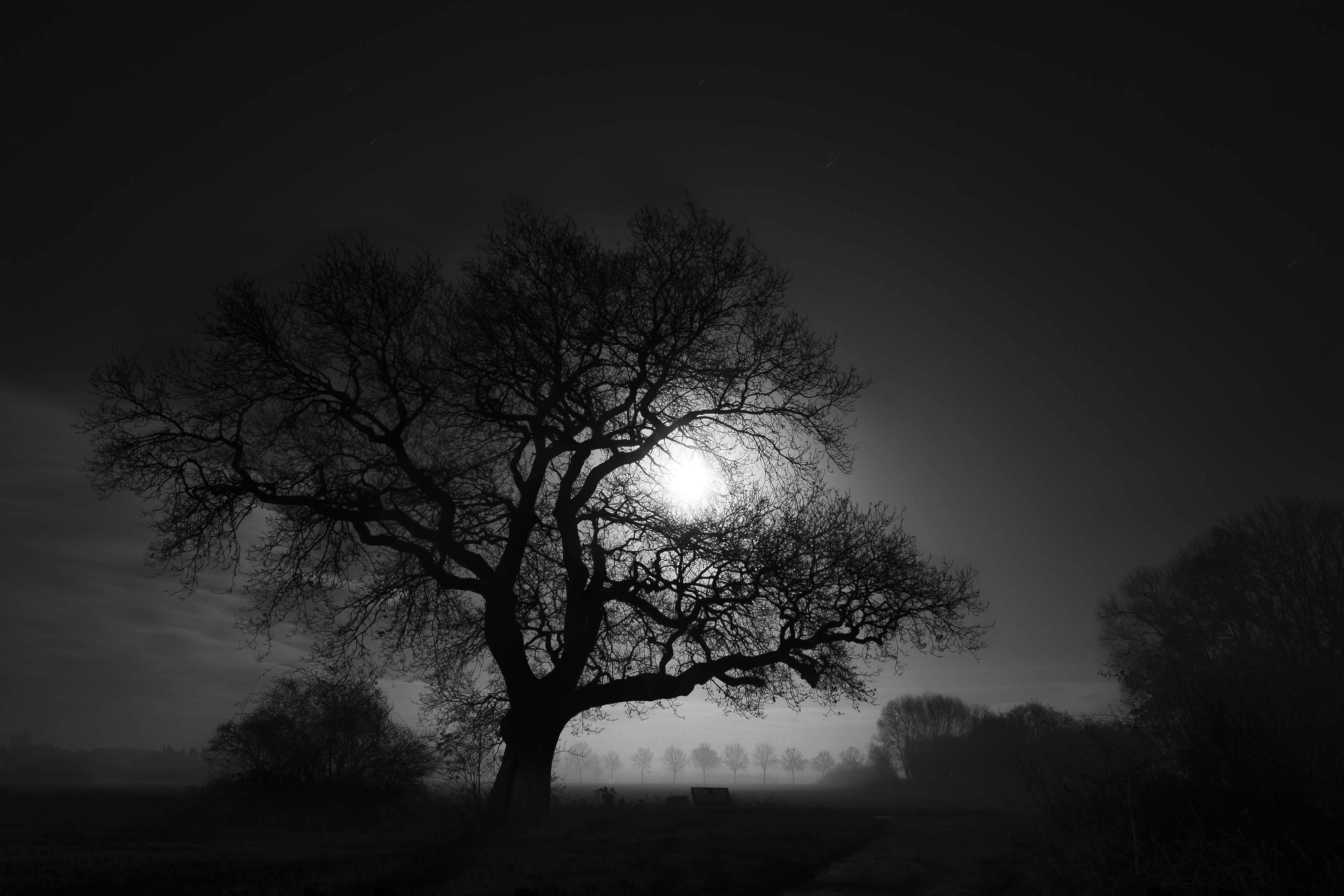 dark tree wallpaper,sky,tree,nature,black,atmospheric phenomenon