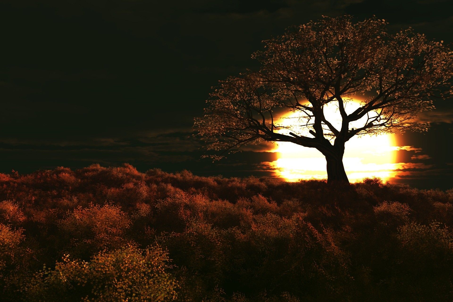 Sunset Nature Tree Dark Beautiful Full Hd Wallpaper - Beautiful Dark ...