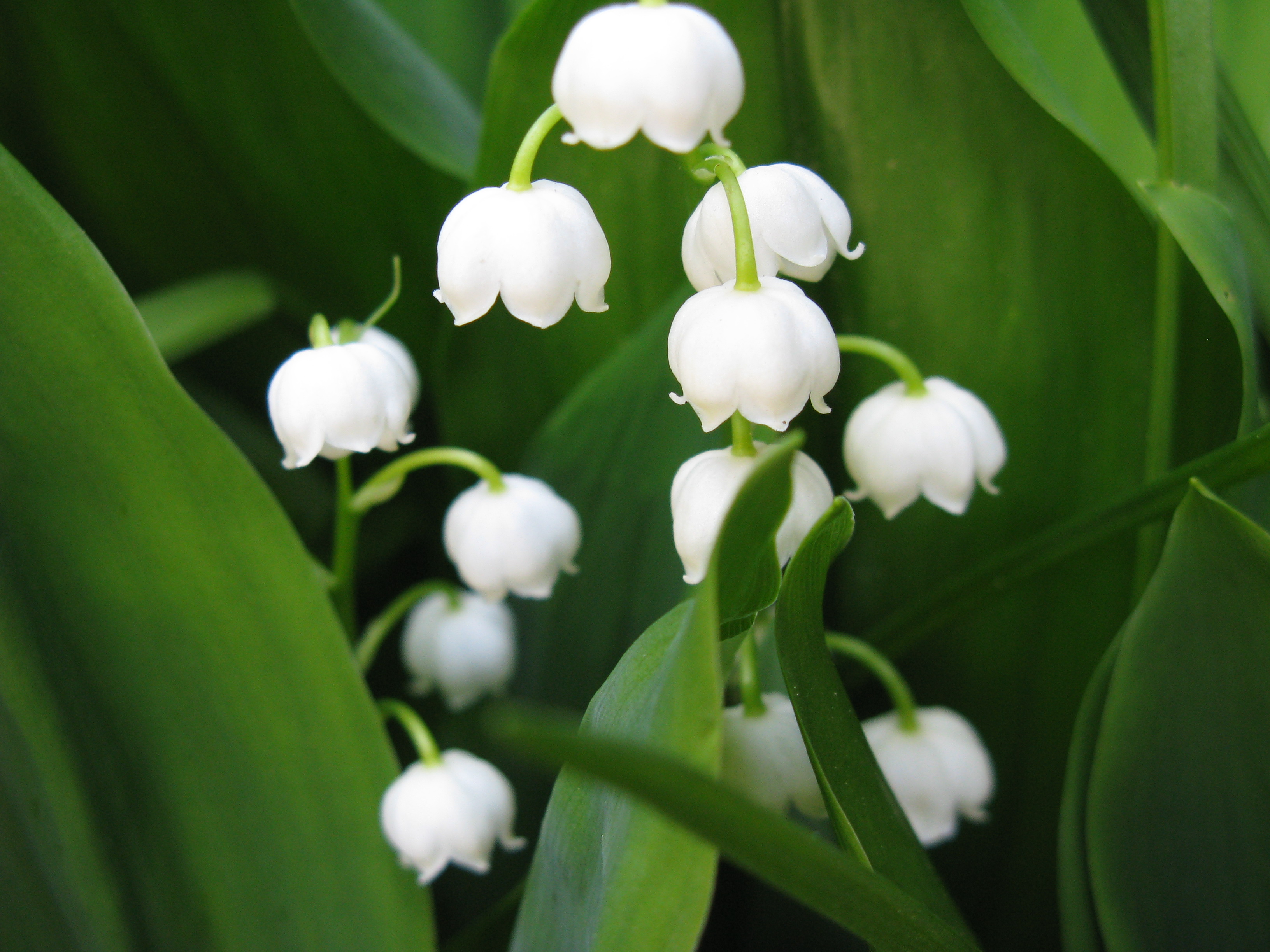 Lily Of The Valley Screensaver- WallpaperUse