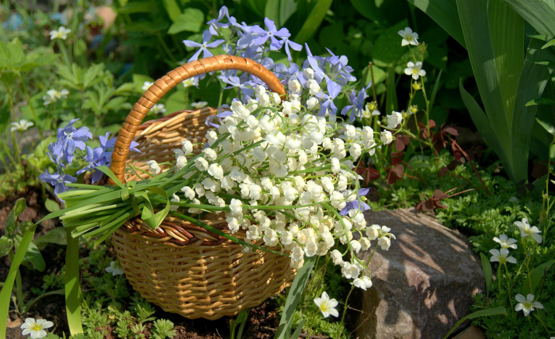 lily of the valley wallpaper,flower,plant,basket,cut flowers,bouquet