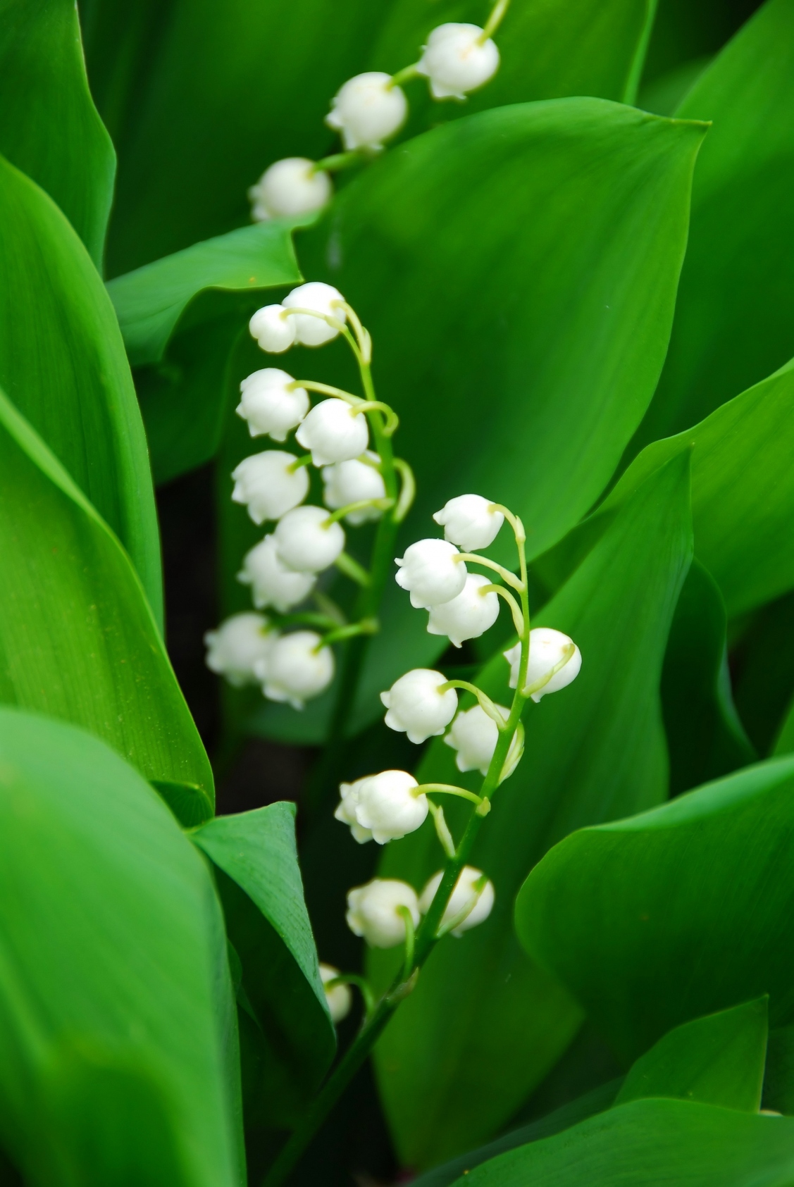 lily of the valley wallpaper,lily of the valley,flower,plant,flowering plant,terrestrial plant