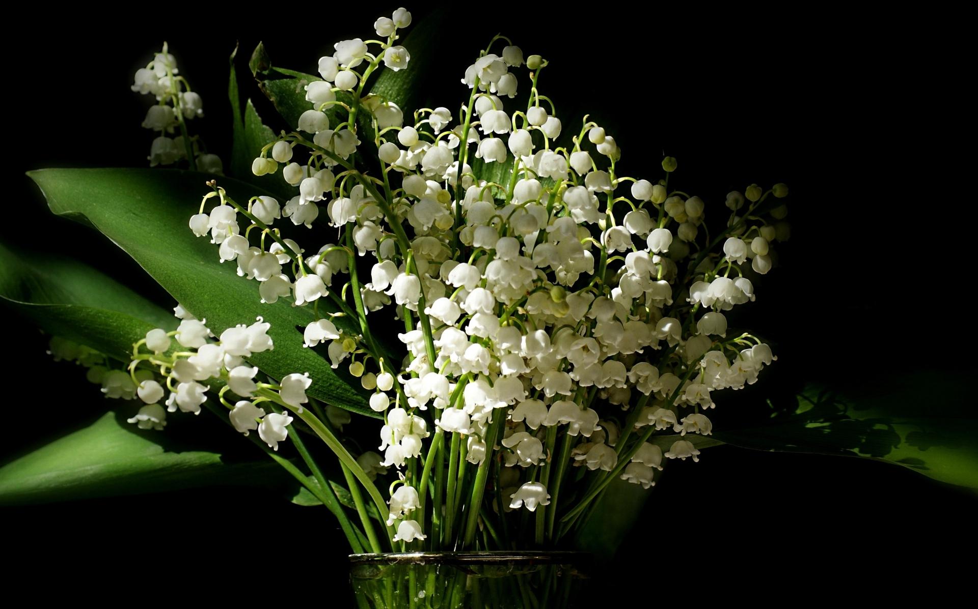 fond d'écran muguet,fleur,plante,muguet,plante à fleurs,fleurs coupées