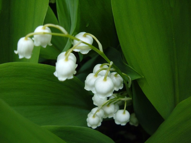 maiglöckchen tapete,blume,maiglöckchen,pflanze,blühende pflanze,blütenblatt