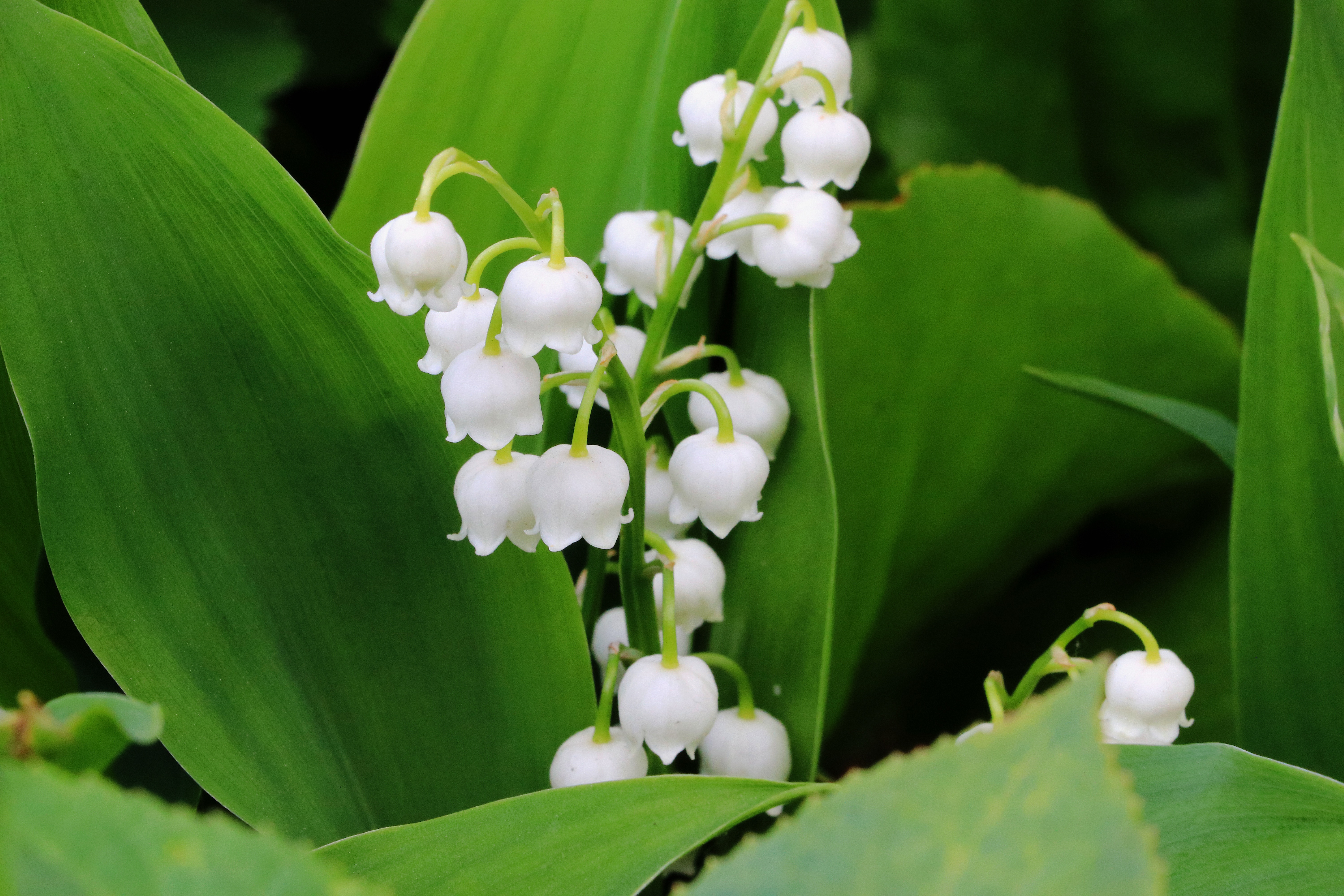 lily of the valley wallpaper,flower,lily of the valley,plant,flowering plant,solomon's seal