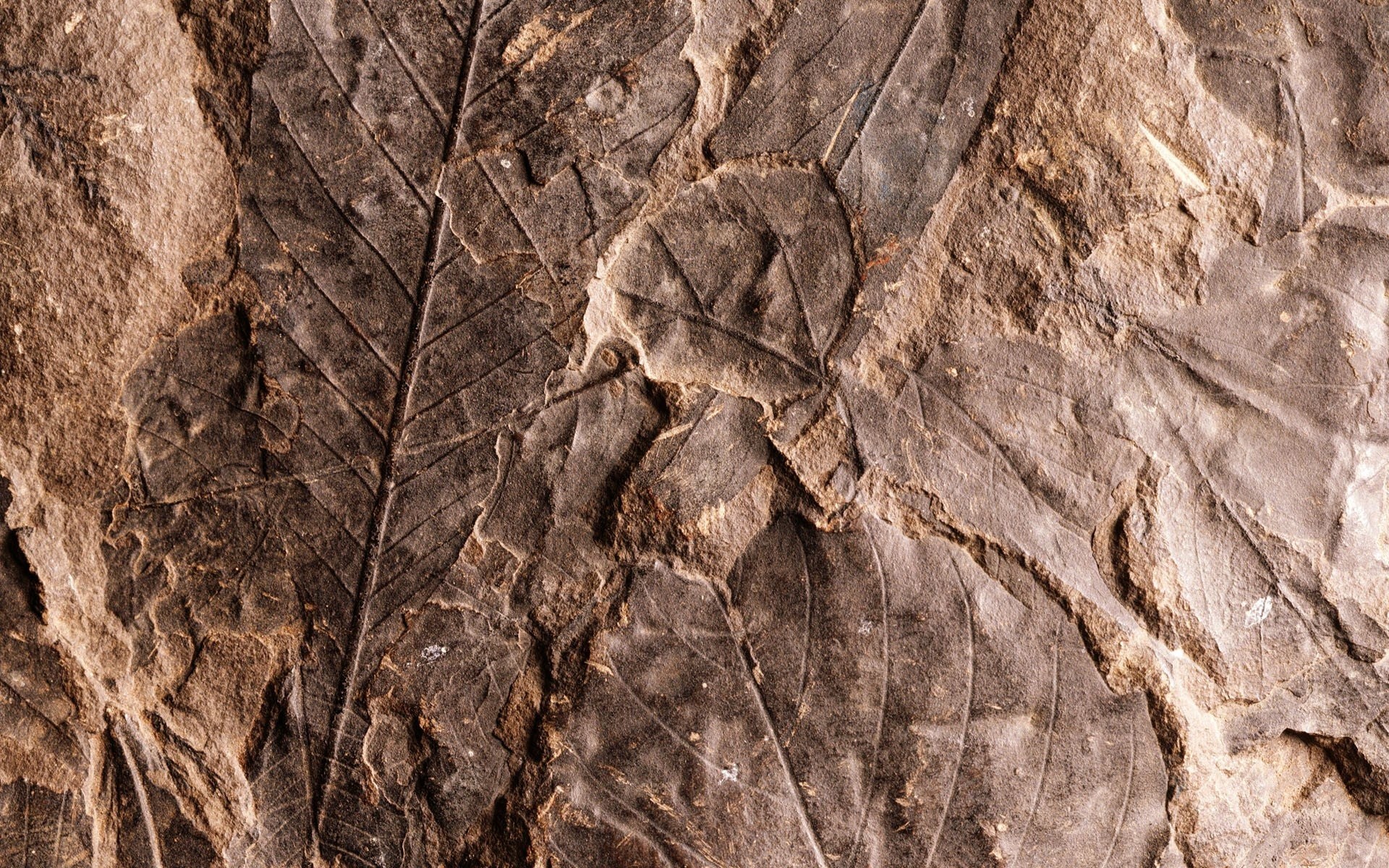 papier peint fossile,marron,arbre,roche,fermer,tronc