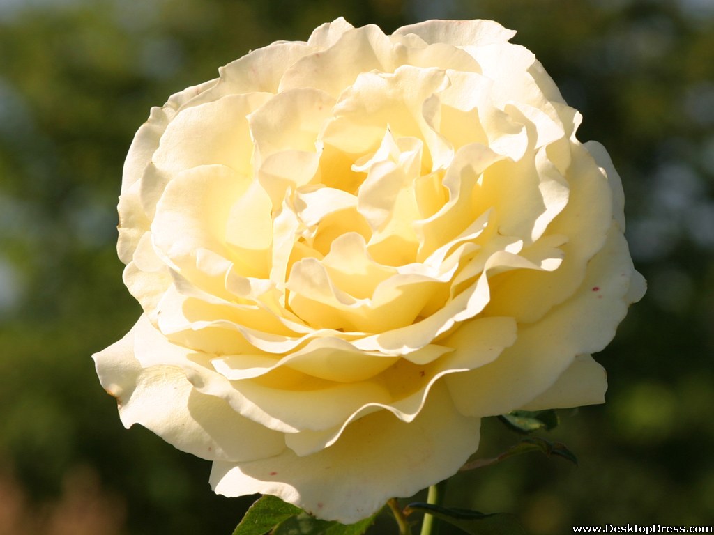 cream rose wallpaper,flower,flowering plant,julia child rose,rose,garden roses