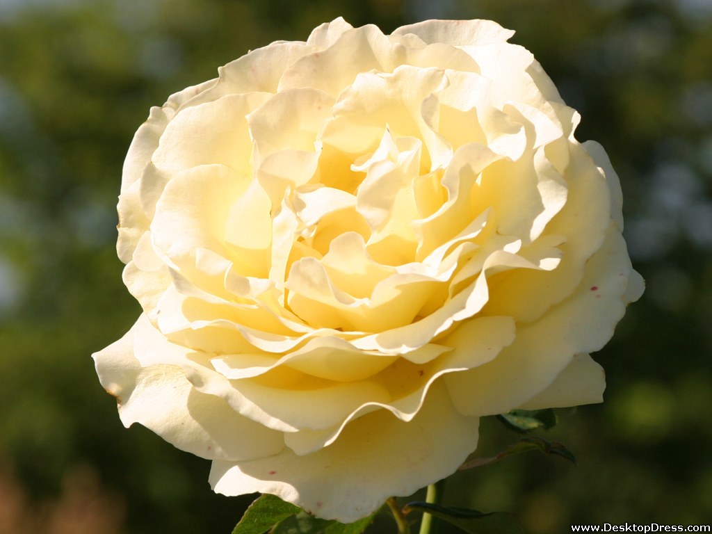 crema rosa fondo de pantalla,flor,planta floreciendo,julia niño rosa,rosa,rosas de jardín