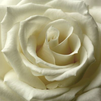 carta da parati rosa crema,bianca,rose da giardino,petalo,rosa,fiore