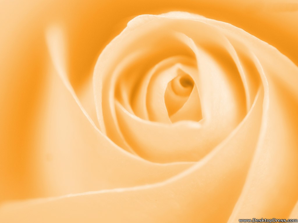 crema rosa fondo de pantalla,naranja,rosas de jardín,amarillo,rosa,flor