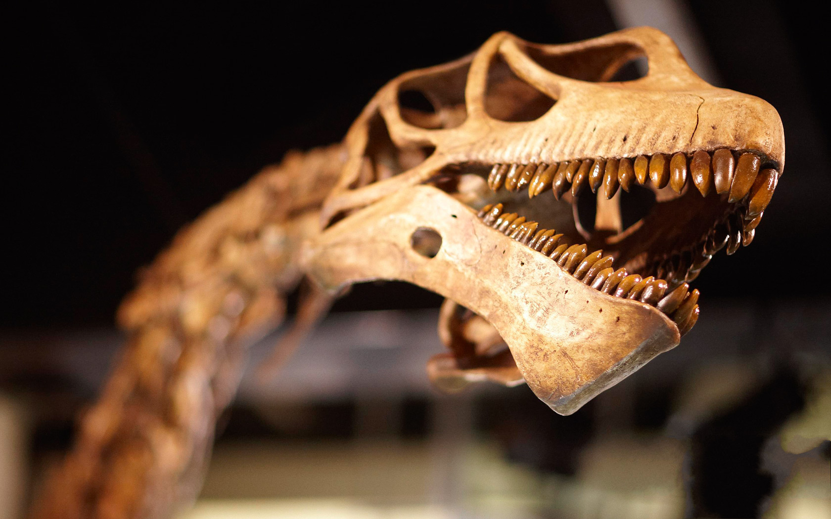 papel tapiz fósil,dinosaurio,esqueleto,mandíbula,velociraptor,tiranosaurio