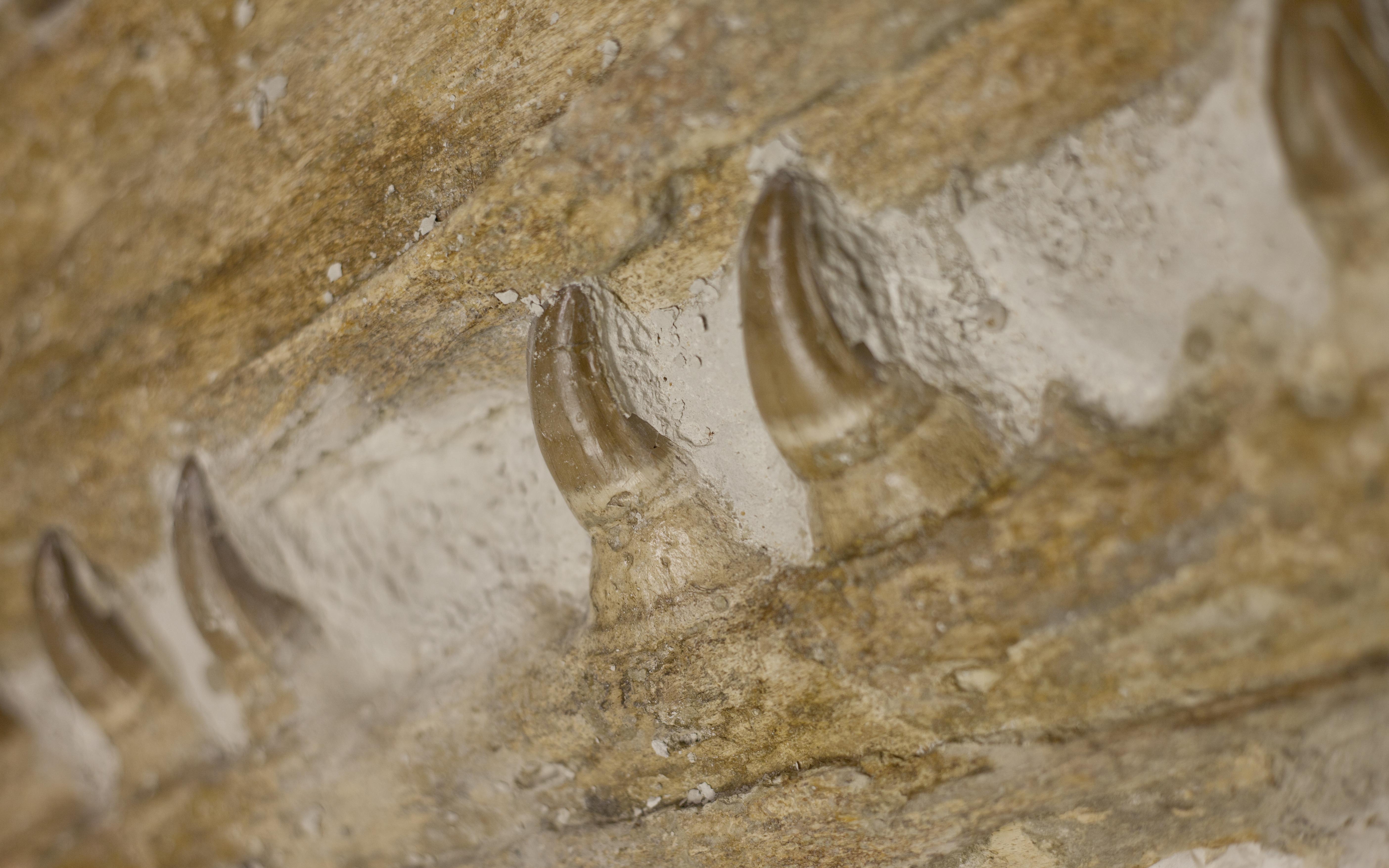 化石の壁紙,形成,化石,岩