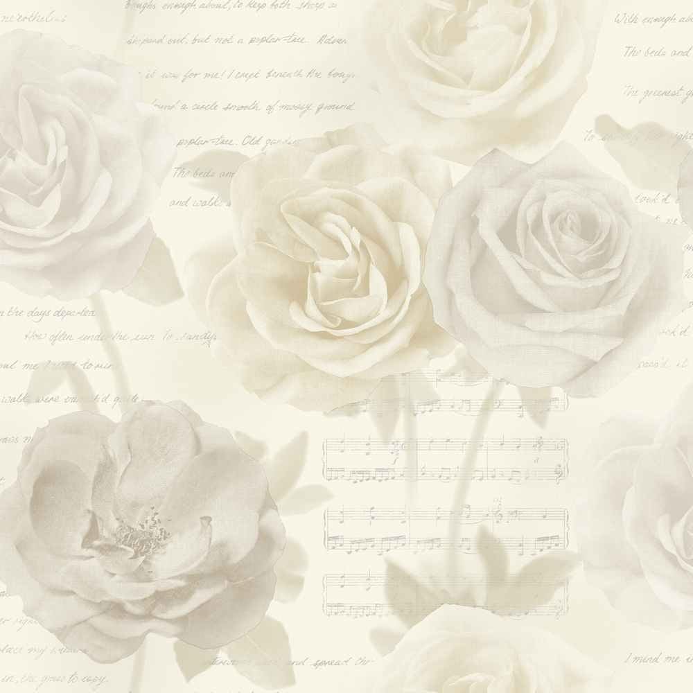 cream rose wallpaper,white,flower,rose,petal,rose family