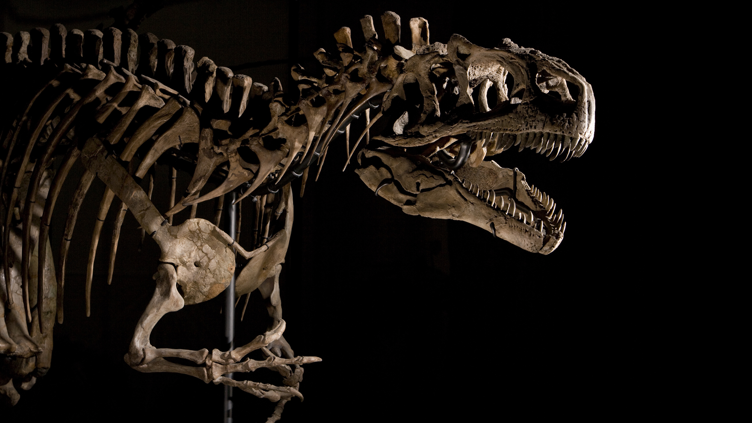 papier peint fossile,dinosaure,squelette,velociraptor,tyrannosaure,mâchoire