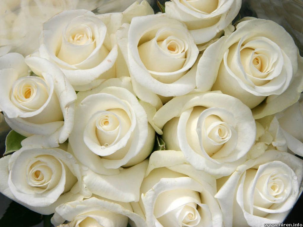 Flower Wallpaper White Rose WallpaperUse