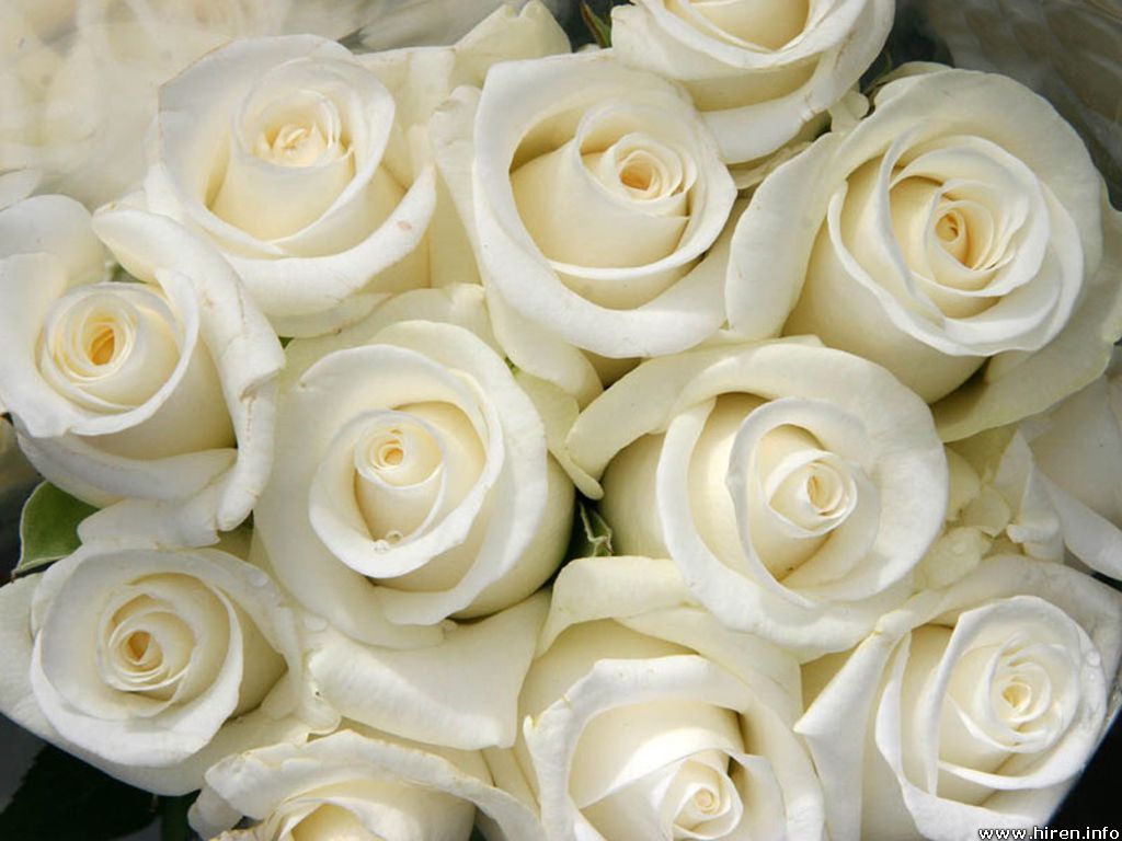 cream rose wallpaper,flower,rose,garden roses,white,floribunda