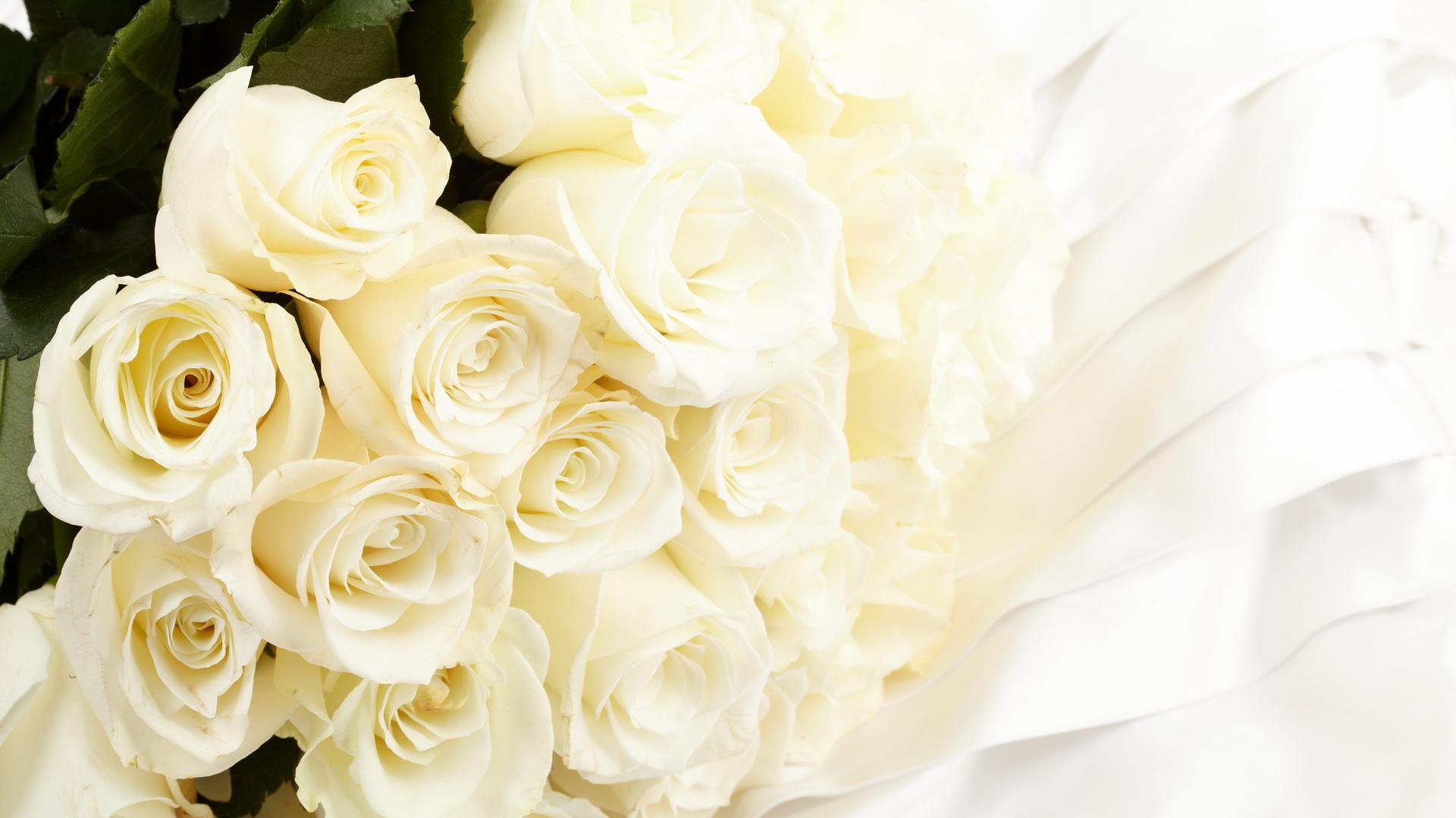 クリームローズ壁紙,白い,花,ローズ,花束,庭のバラ