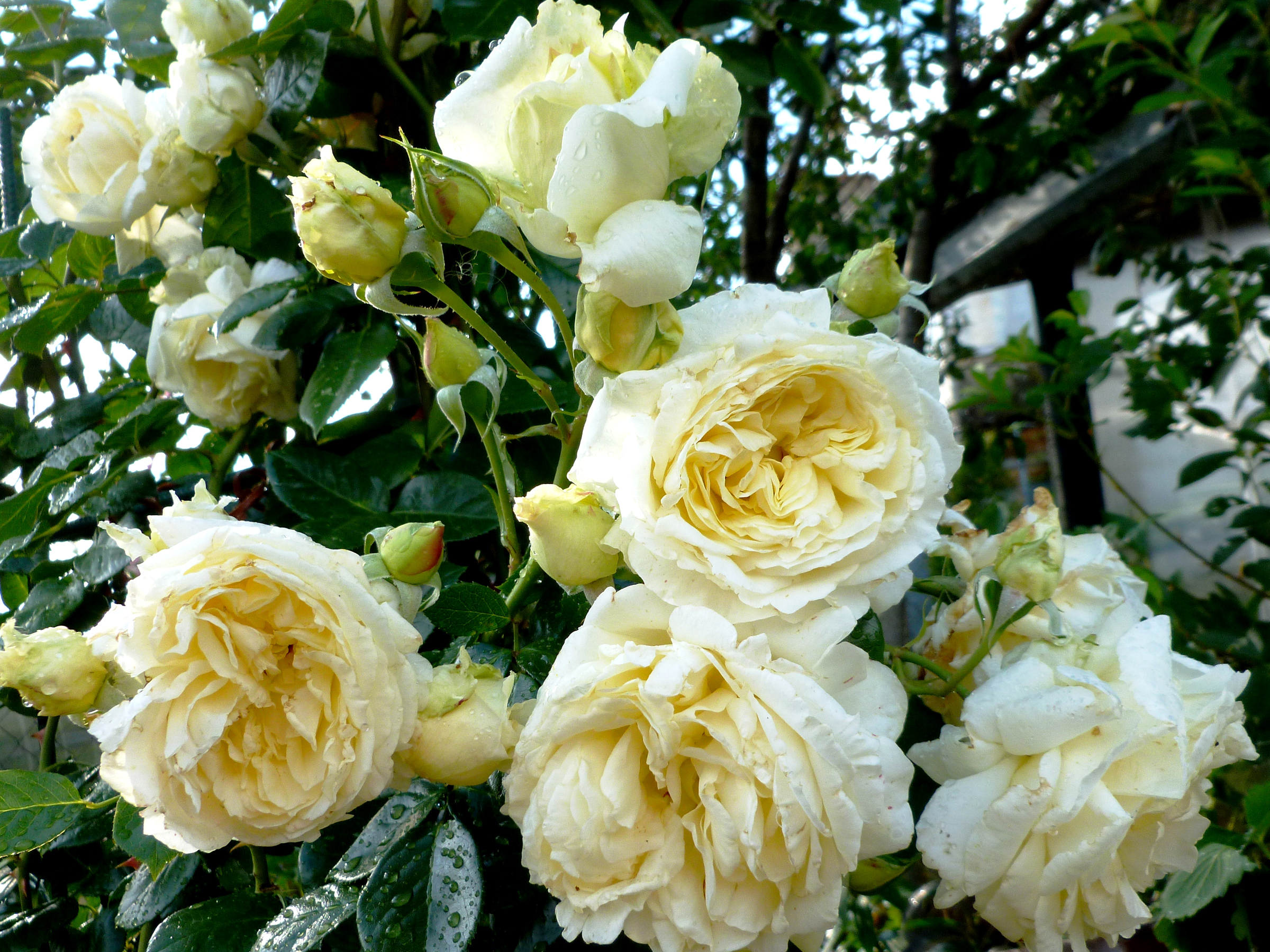 クリームローズ壁紙,花,ローズ,庭のバラ,開花植物,ジュリア・チャイルド・ローズ