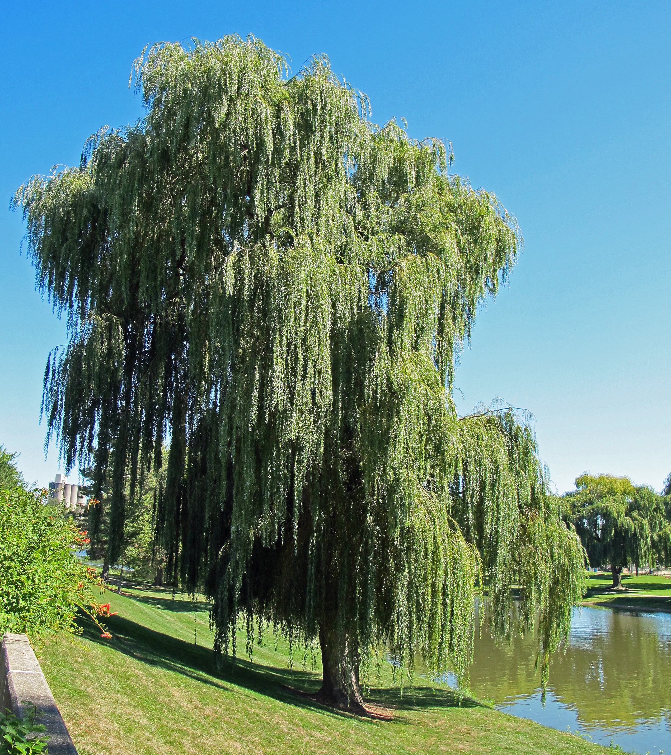willow wallpaper,tree,willow,woody plant,plant,grass