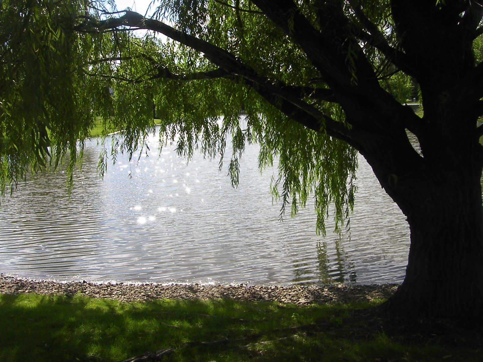 willow wallpaper,body of water,nature,tree,water,natural landscape